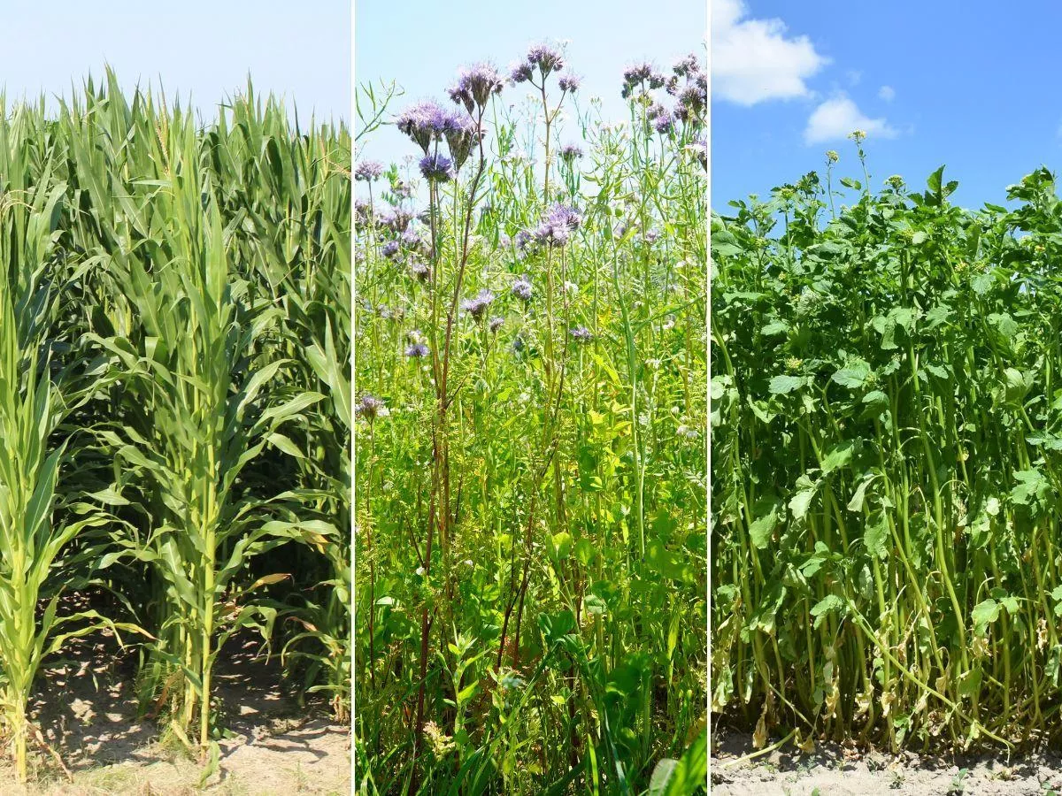 Międzyplony po żniwach: co posiać, jak uprawiać i nawozić?