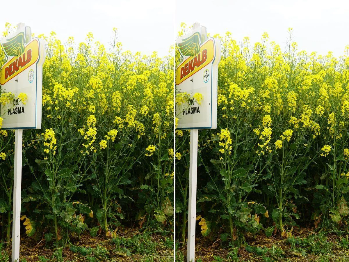 Nie daj się kile kapusty. Odporna odmiana rzepaku to nie wszystko