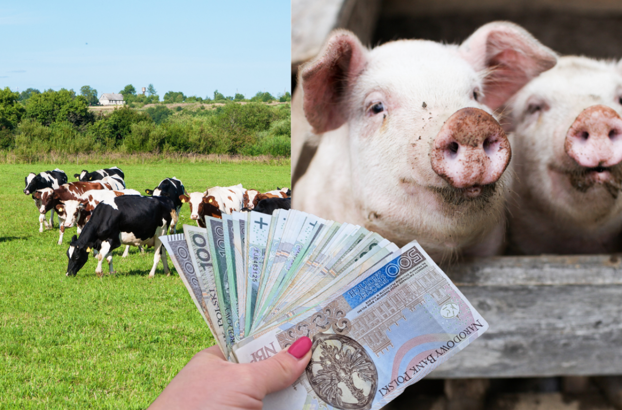 Można kupić ścielarkę, robot udojowy i halę? Pytania i odpowiedzi o 150 tys. zł dotacji na bydło i świnie