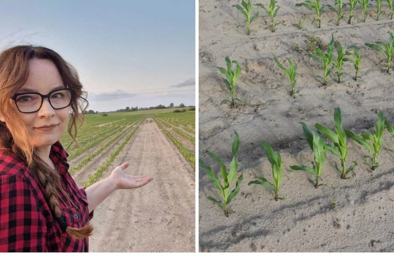 Z pola zrobiła atrakcję turystyczną. Rolniczce pomogła kontrola sekcji i GPS
