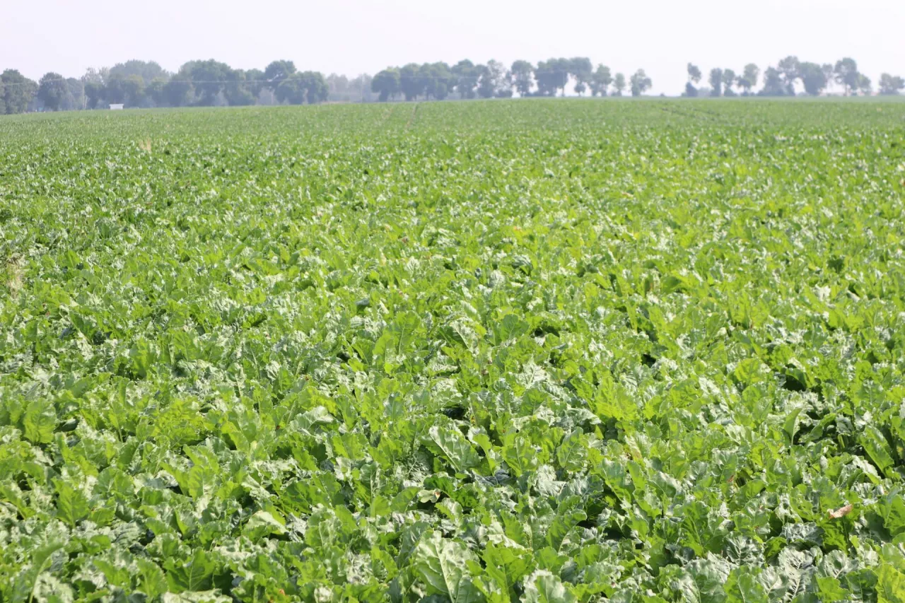 Rolnicy czekali na to lataami. Nowy środek w buraku cukrowym już dostępny