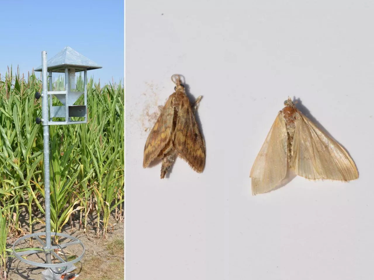 Groźny szkodnik atakuje kukurydzę. Odłowiono pierwszego samca