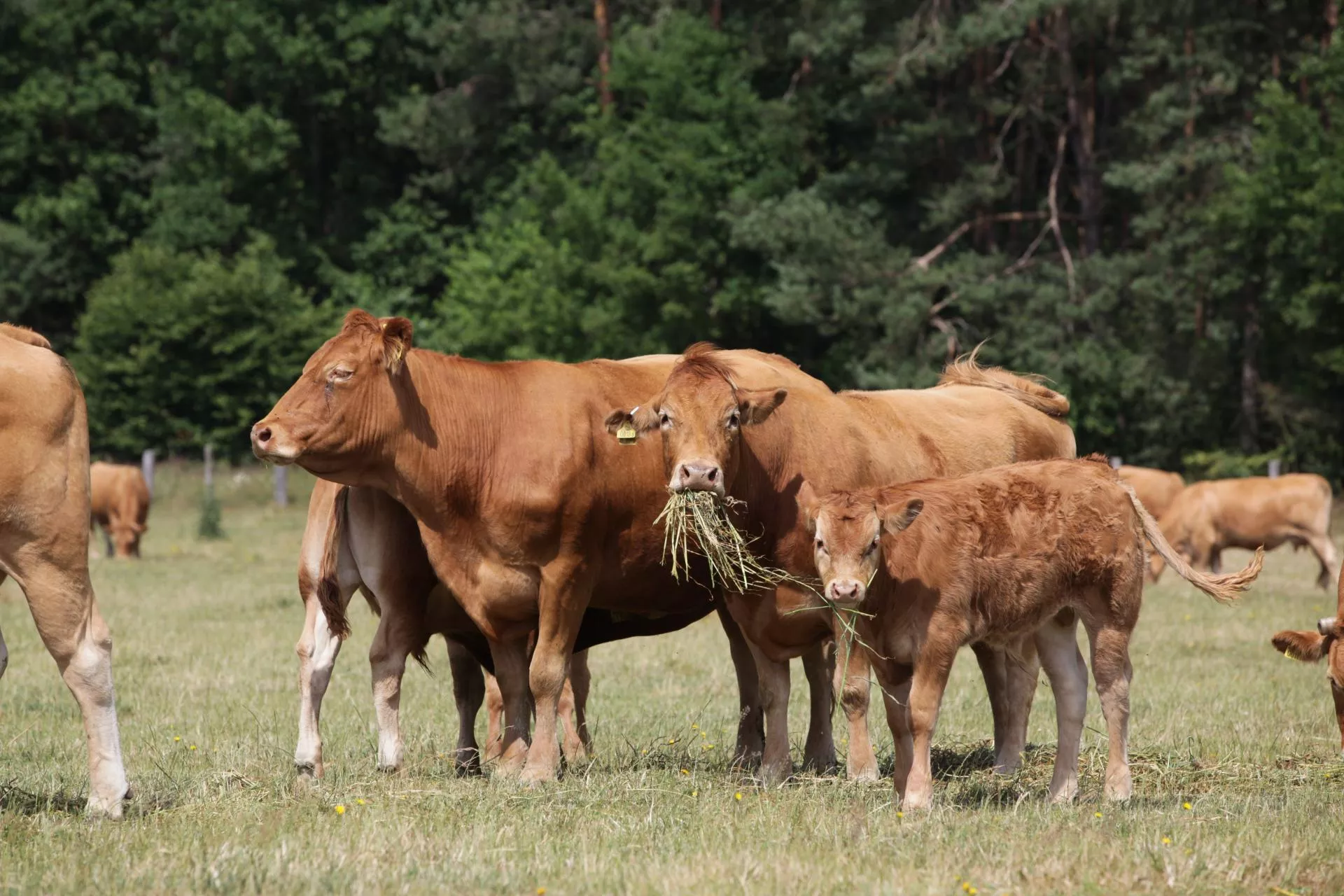 Jakie będą ceny bydła w Polsce na koniec 2025 roku? Najnowsza PROGNOZA