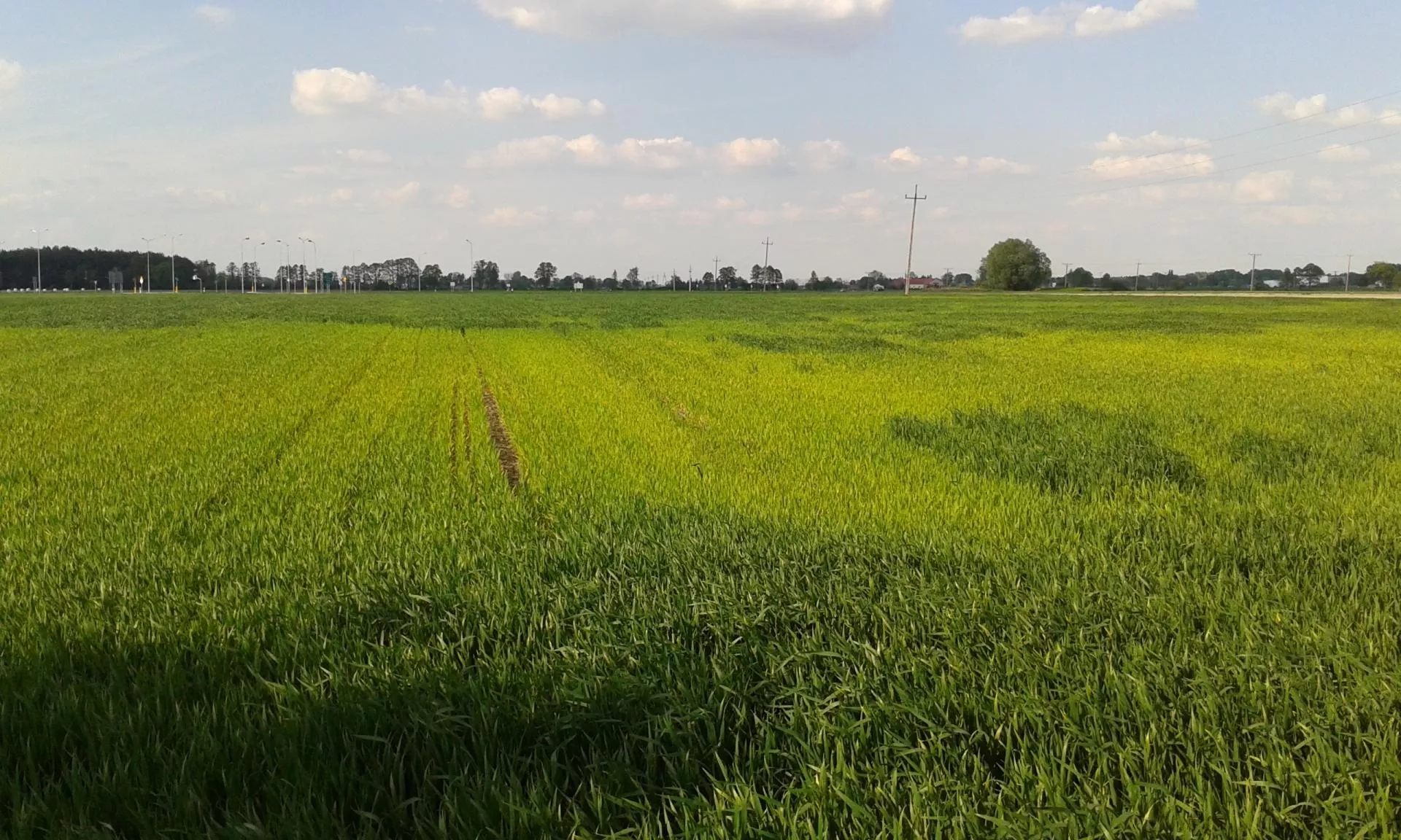 Niedobory makroelementów w zbożach: jakie objawy? Jak temu zaradzić?