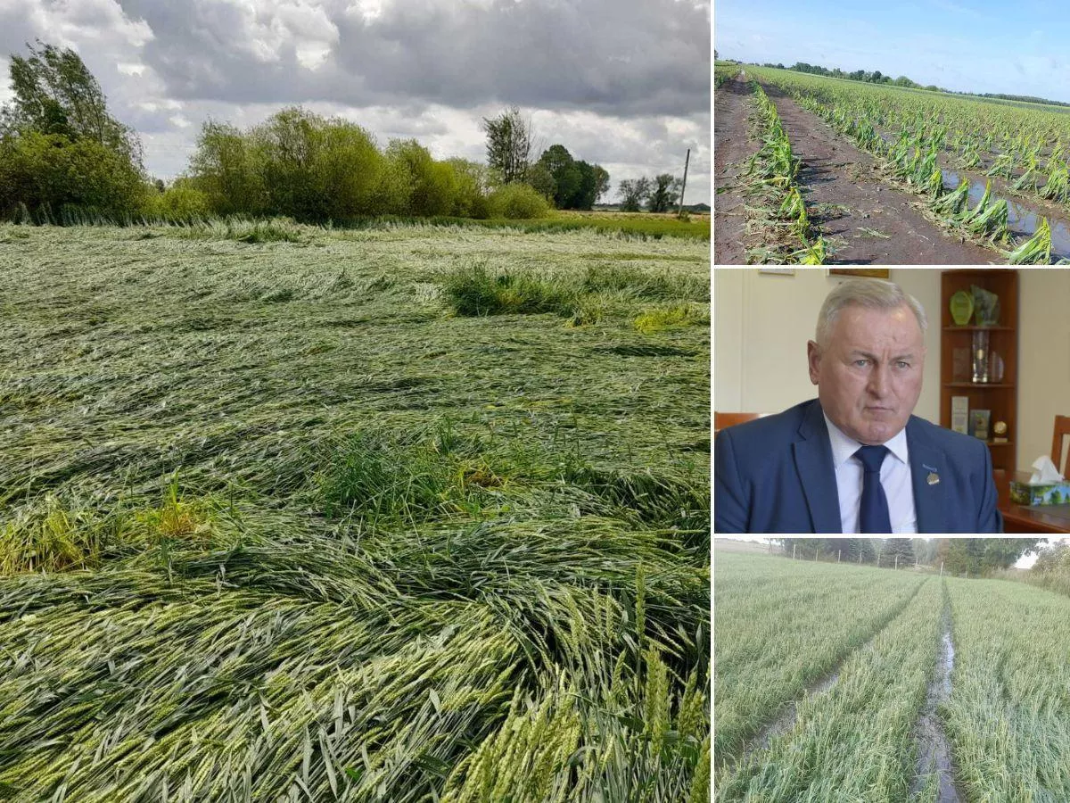 90 proc. rzepaku na ziemi. Miały być 4 tony z hektara, został zatrważający widok