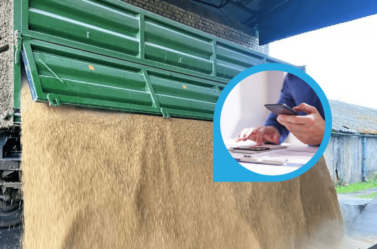 Pszenica tańsza o 40 zł, rolnicy wstrzymują sprzedaż. Jakie są ceny skupu zbóż i rzepaku? [SONDA]