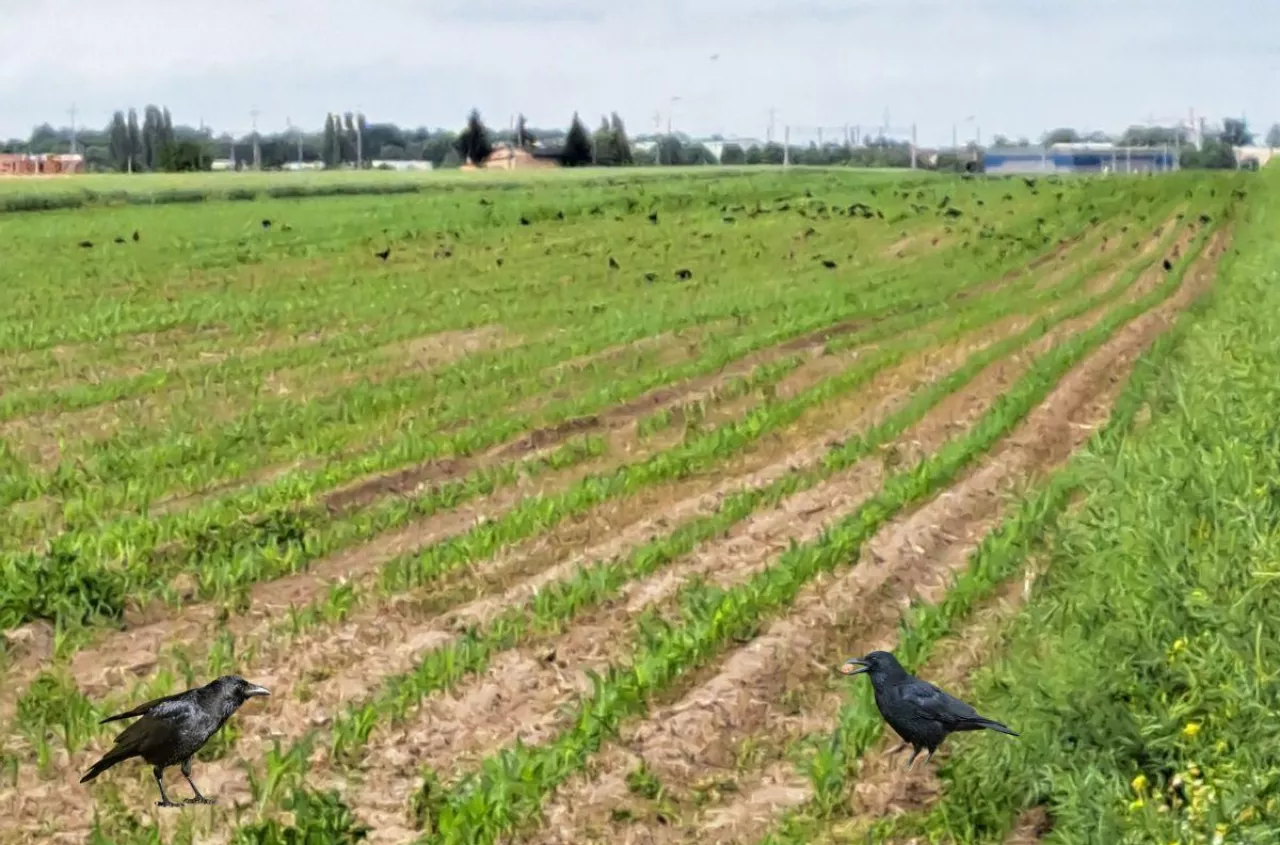 Rolnik popełnił samobójstwo, by ratować gospodarstwo dla syna