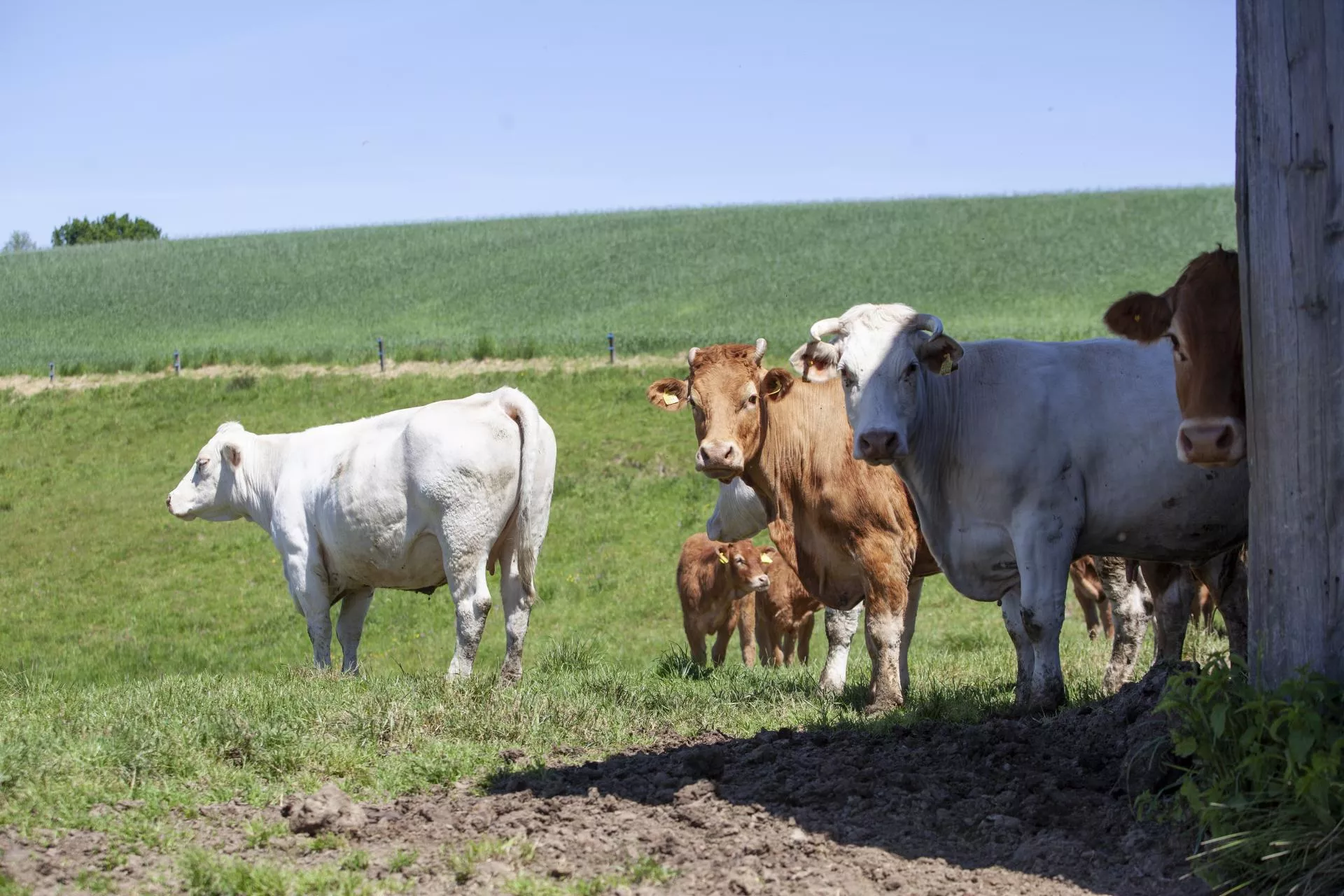 Byki zdrożały o 30 gr. Jakie są ceny bydła w połowie czerwca? [SONDA]