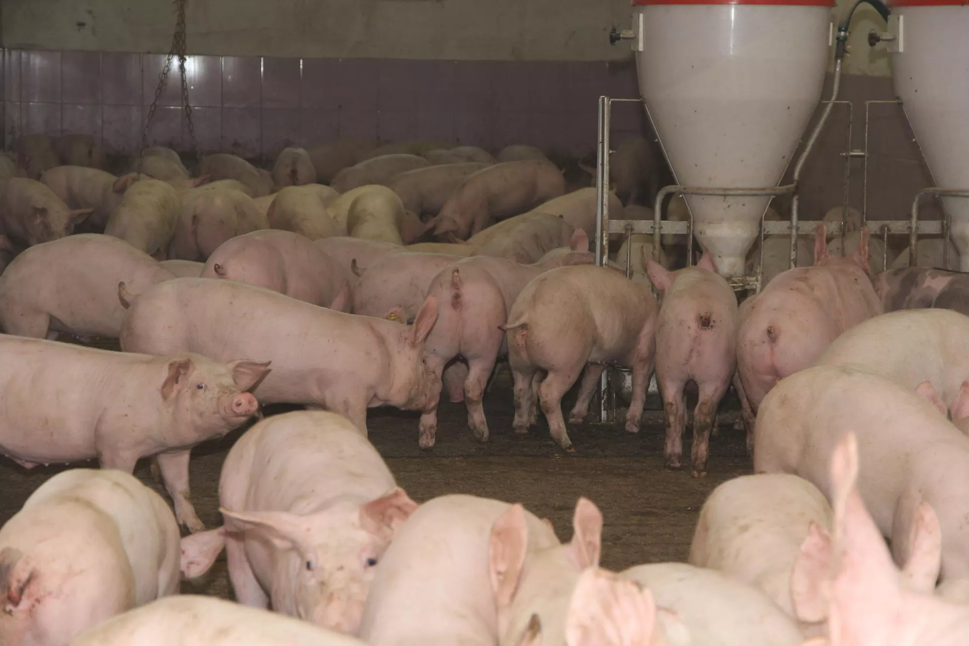 Rolnicy zaskoczeni. Jakie są ceny świń w połowie czerwca? [SONDA]