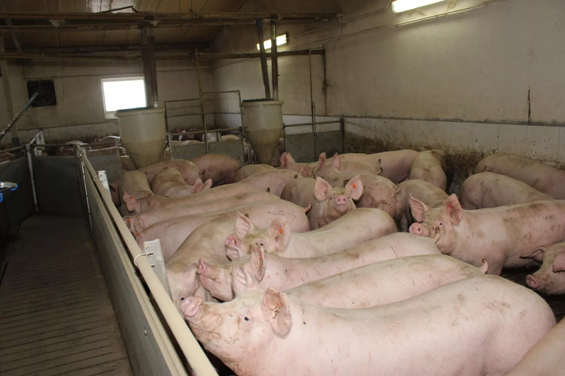 Rolnik traci 210 zł na każdym tuczniku. Granice opłacalności runęły