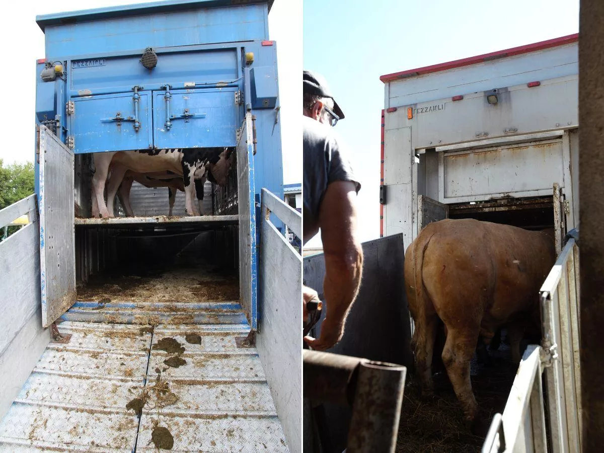 Nalot 200 policjantów na ubojnie, handlarzy bydła i rolników