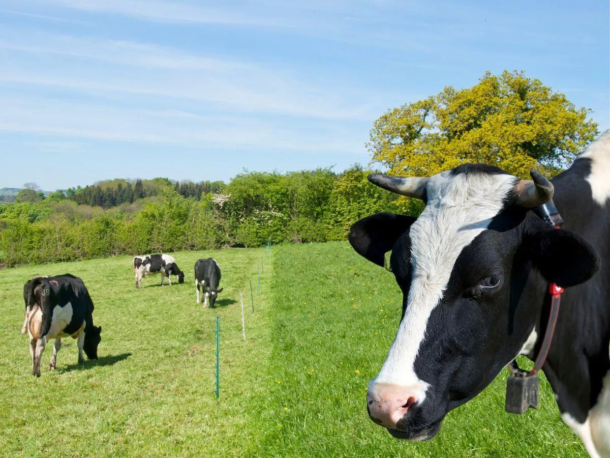 GPS zamiast pastuchów. Rolnicy chcą „sterować” krowami z aplikacji