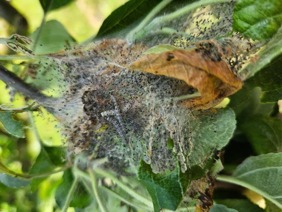 Gąsienice niszczą jabłonie? Sprawdź, jak je skutecznie powstrzymać