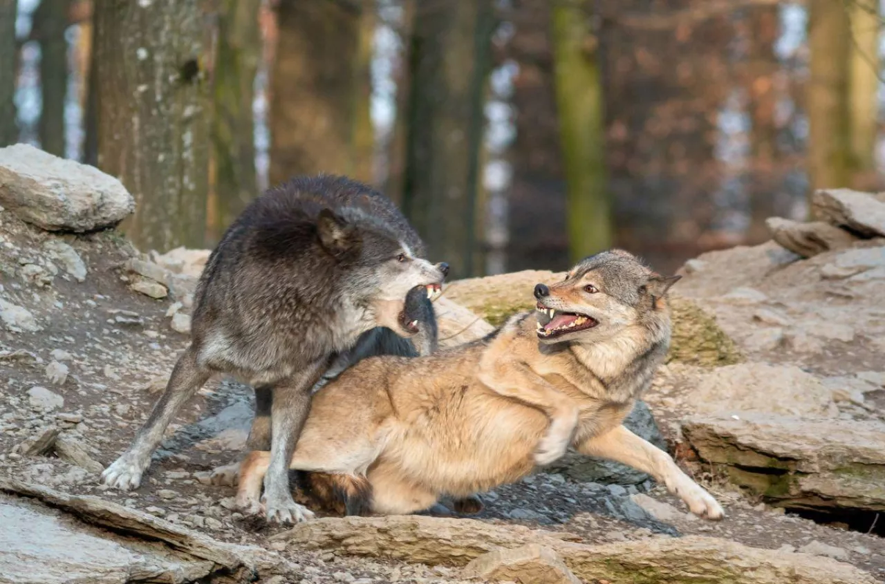 Ile zwierząt hodowlanych zagryzły wilki?