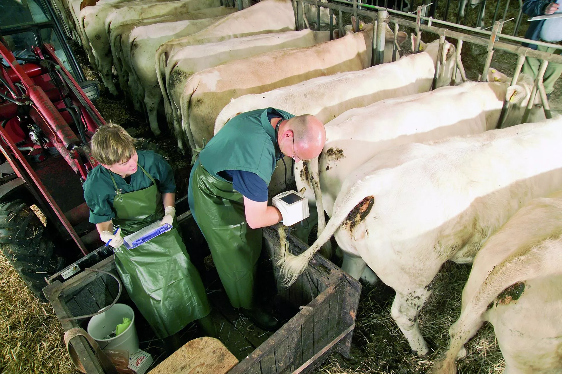 Złodzieje ukradli rolnikowi nasienie byka za 130 tys. zł