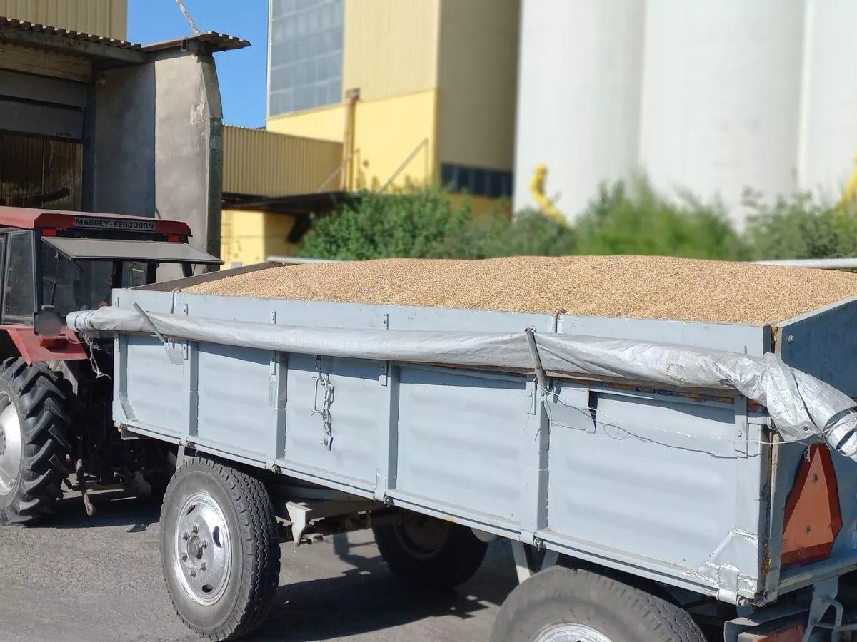 Pszenica w Polsce tanieje. Jakie są ceny skupu zbóż i rzepaku? [SONDA]