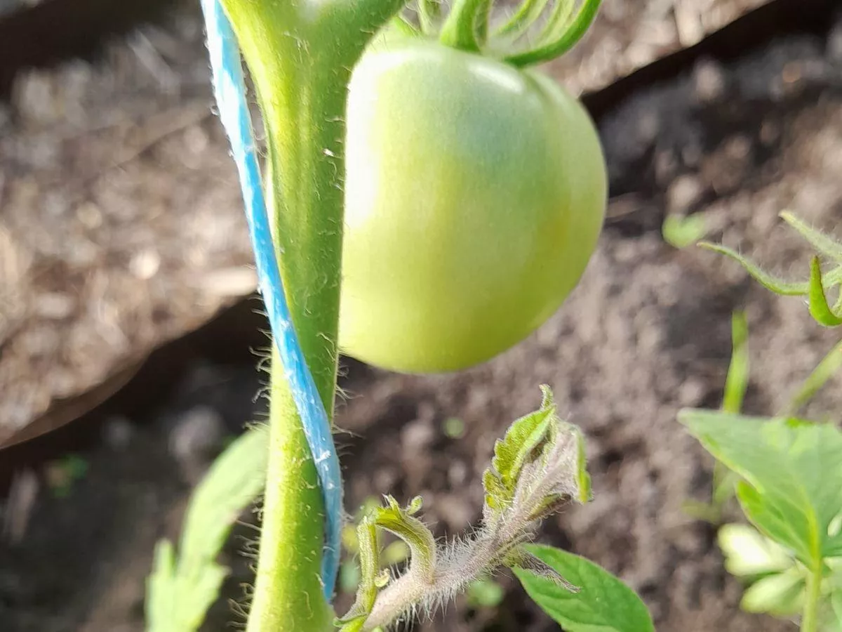 Chcesz mieć zdrowe pomidory? Stosuj te zasady podlewania i cięcia