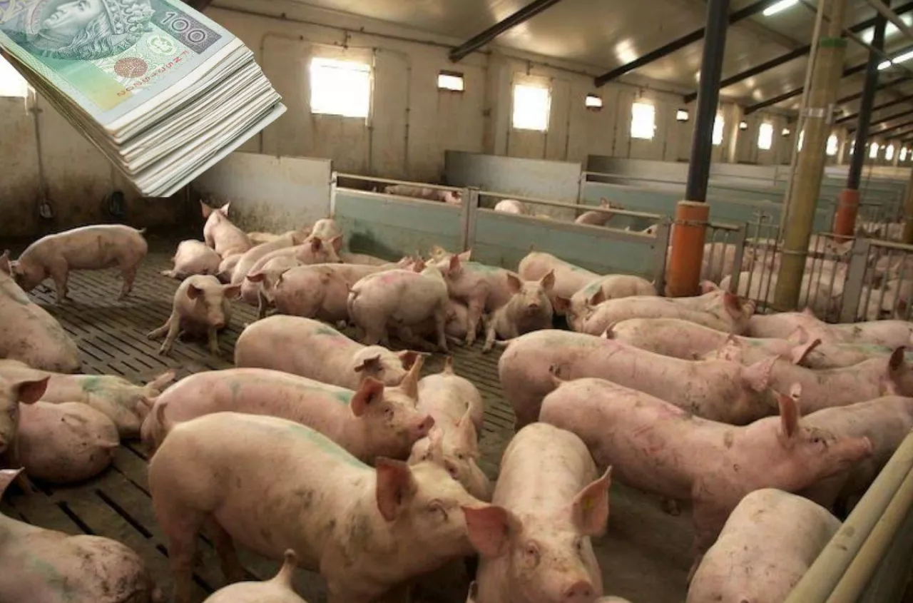Ceny świń ostro w dół. "Zakłady tłumaczą, iż to przez tanie mięso z zagranicy"