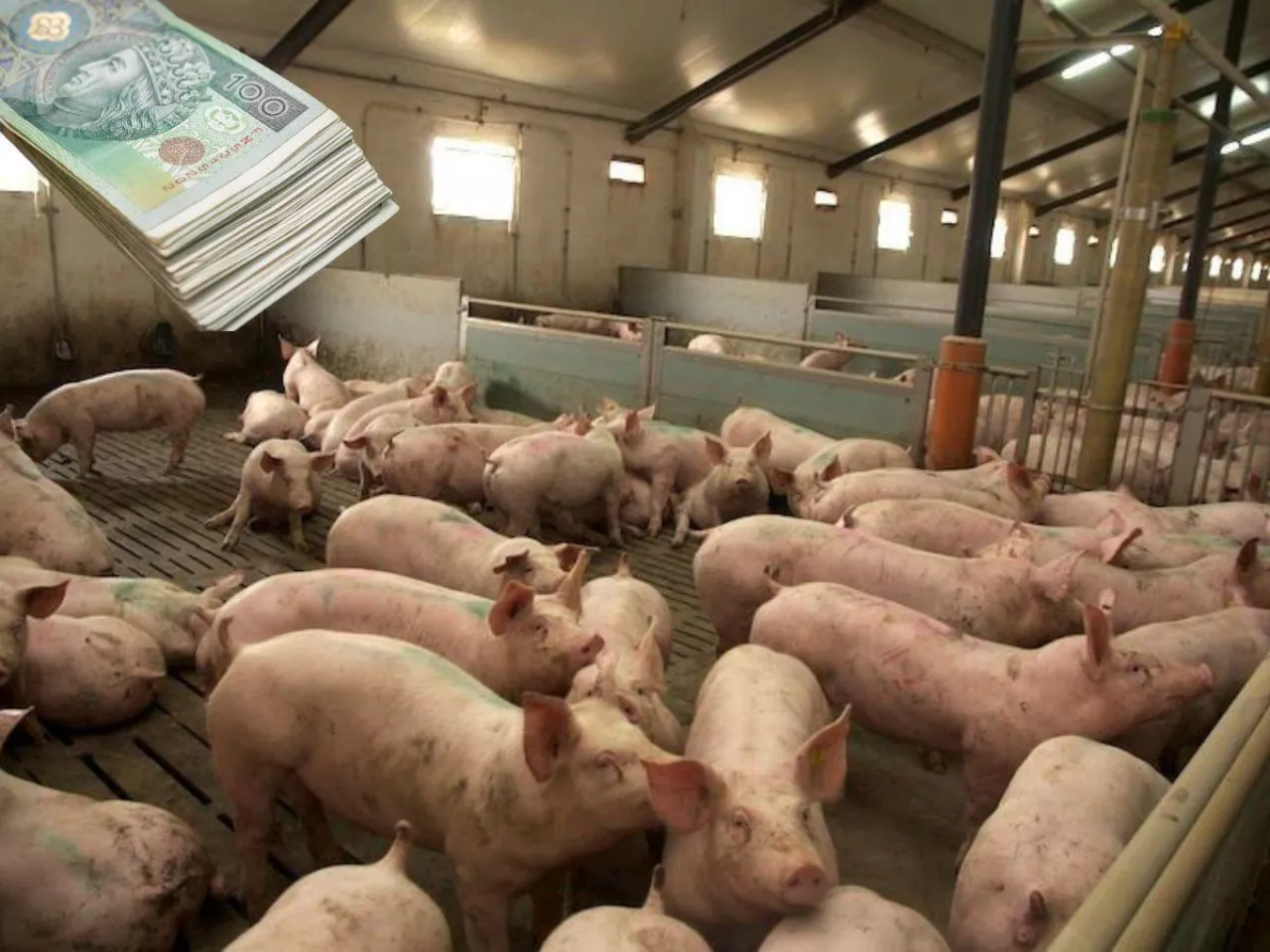 Ceny świń ostro w dół. Ekspert: zakłady tłumaczą, że to przez tanie mięso z zagranicy