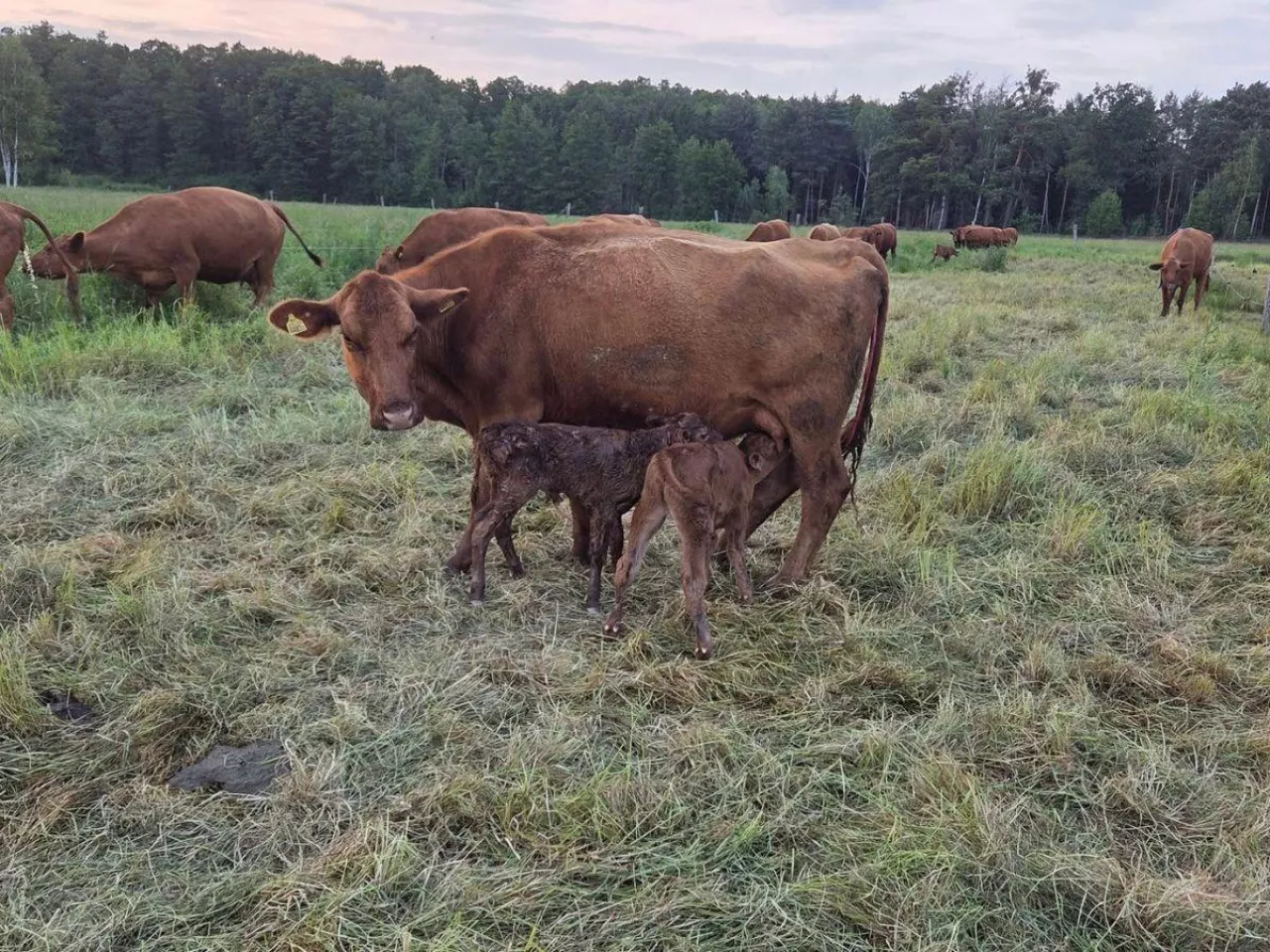 Rzadkie narodziny w stadzie Angusów. Rolnik z Lubuskiego nie nadąża z butelką