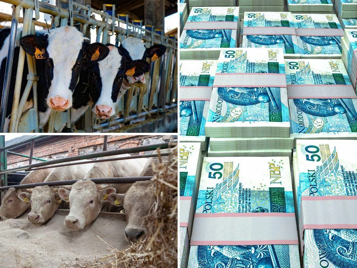 Masz jałówki opasowe? Możesz zmienić ich przeznaczenie i dostać kolejną dopłatę