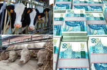 Masz jałówki opasowe? Możesz zmienić ich przeznaczenie i dostać kolejną dopłatę