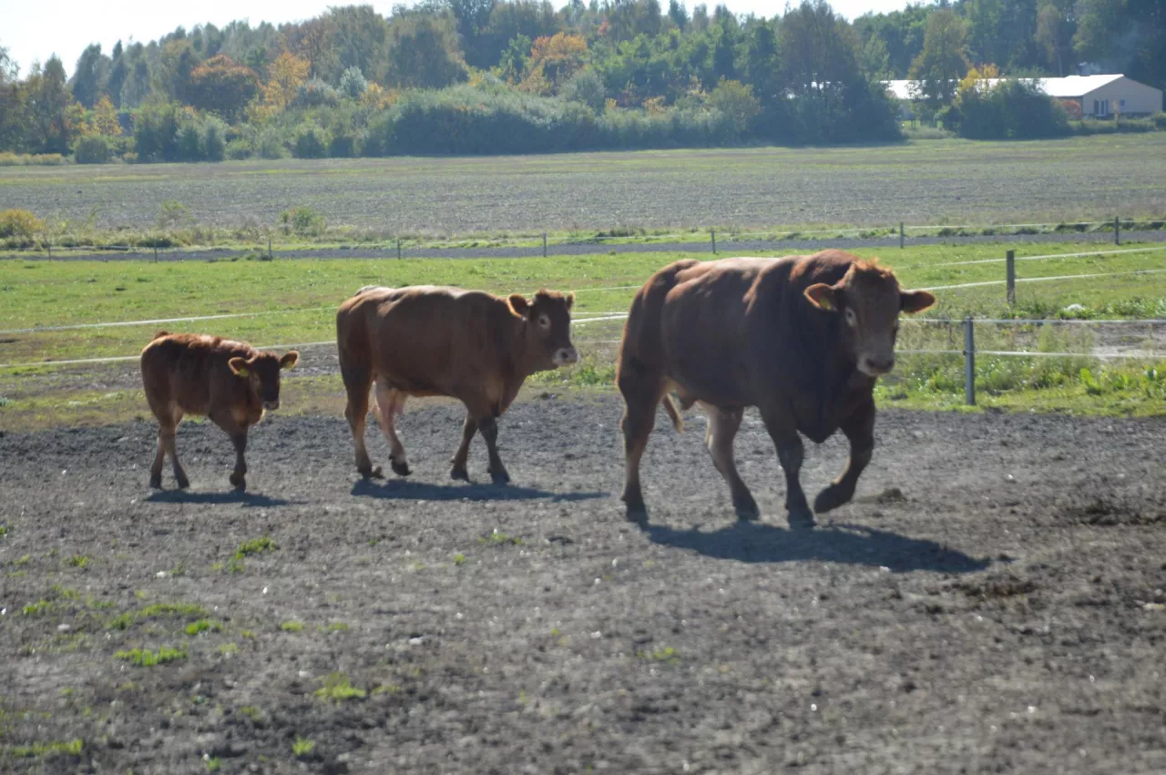 Będzie łatwiej kupić cielęta i jałówki. Rolnicy w końcu doczekają się zmian