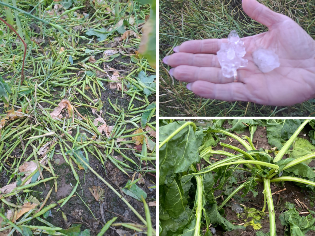 Grad zniszczył rolnikom uprawy