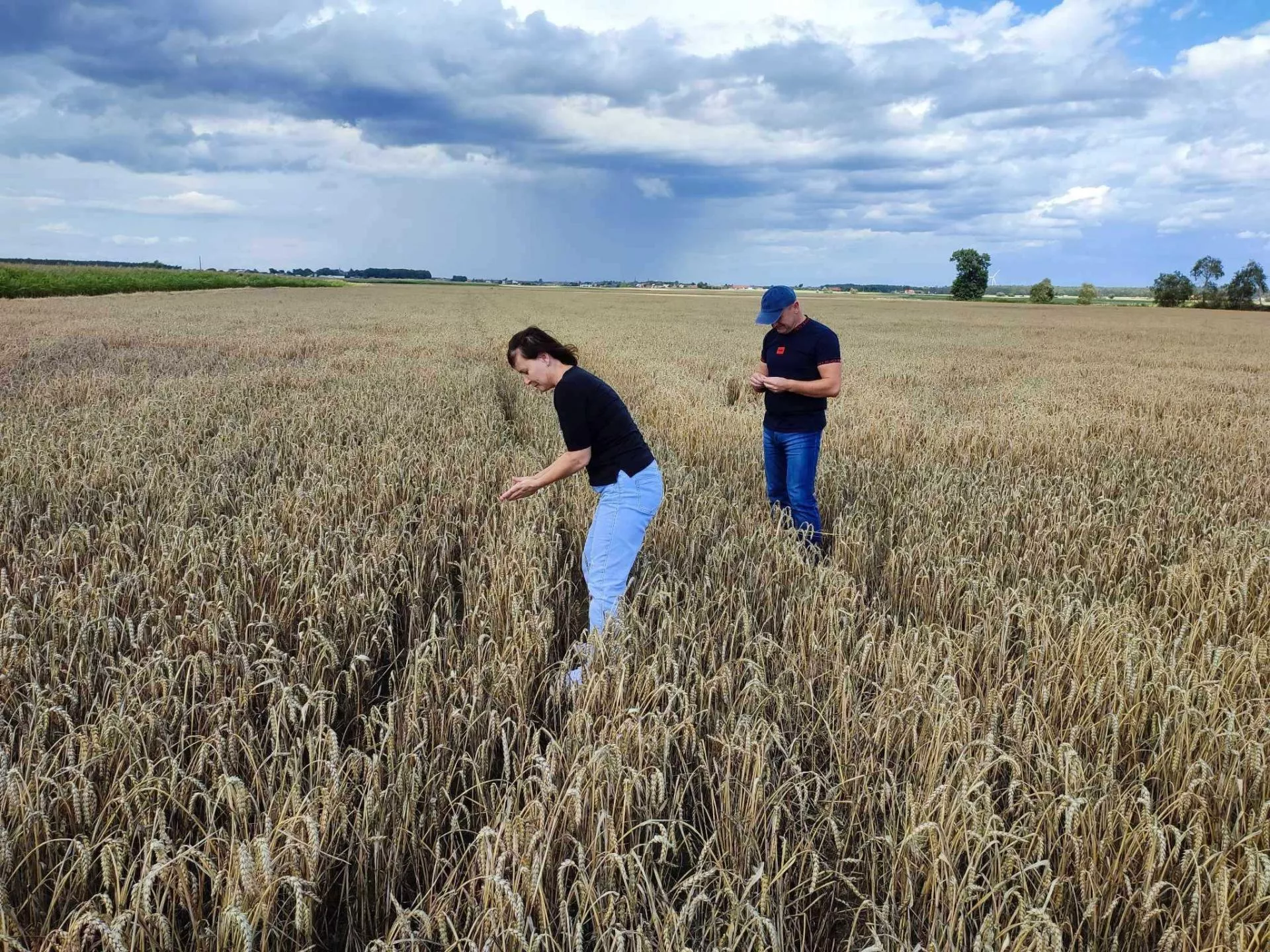 Komisje suszowe jednak wrócą na pola? Ministerstwo znów zmienia zdanie