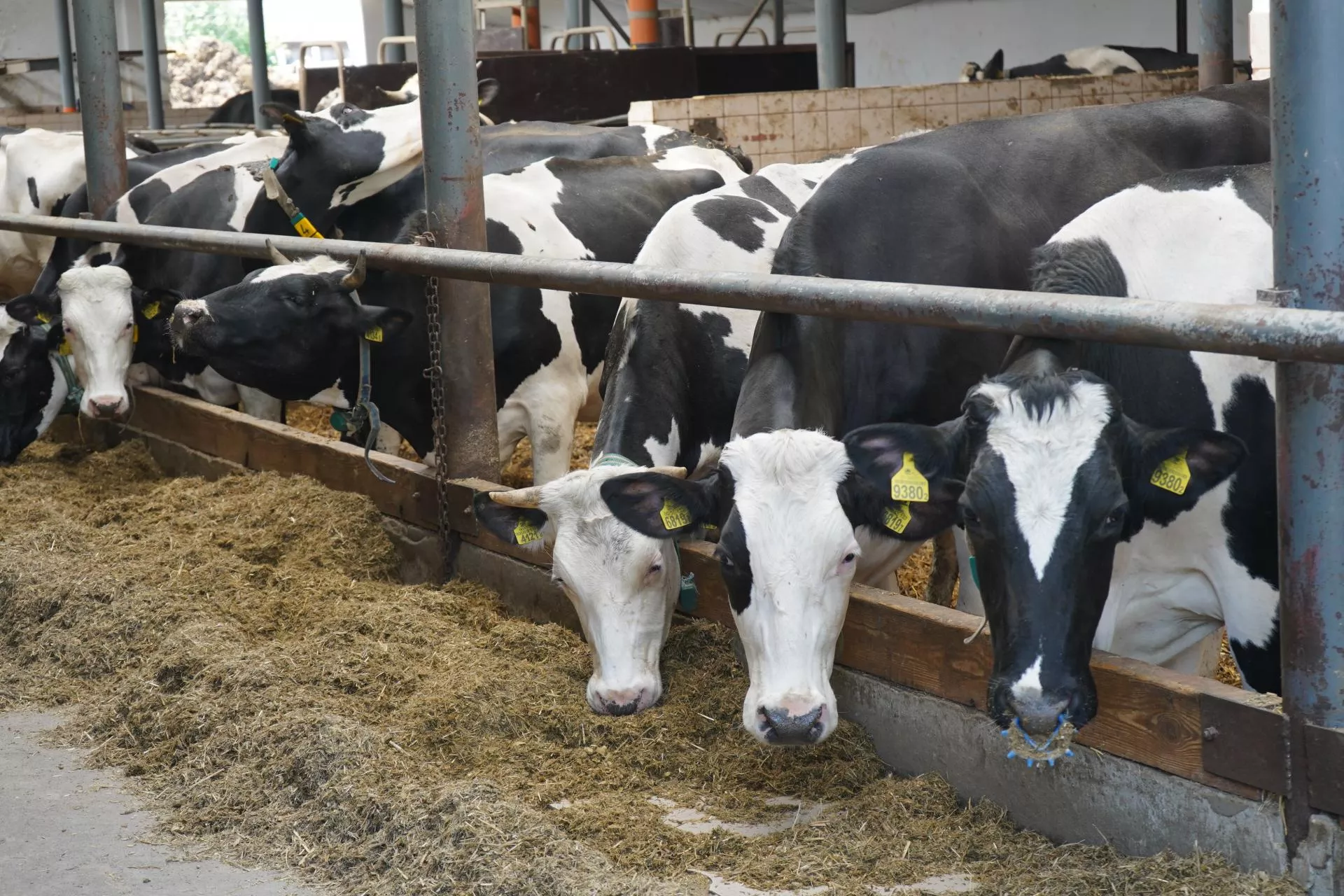 Upały w oborze? Zmodyfikuj dawkę pokarmową dla krów