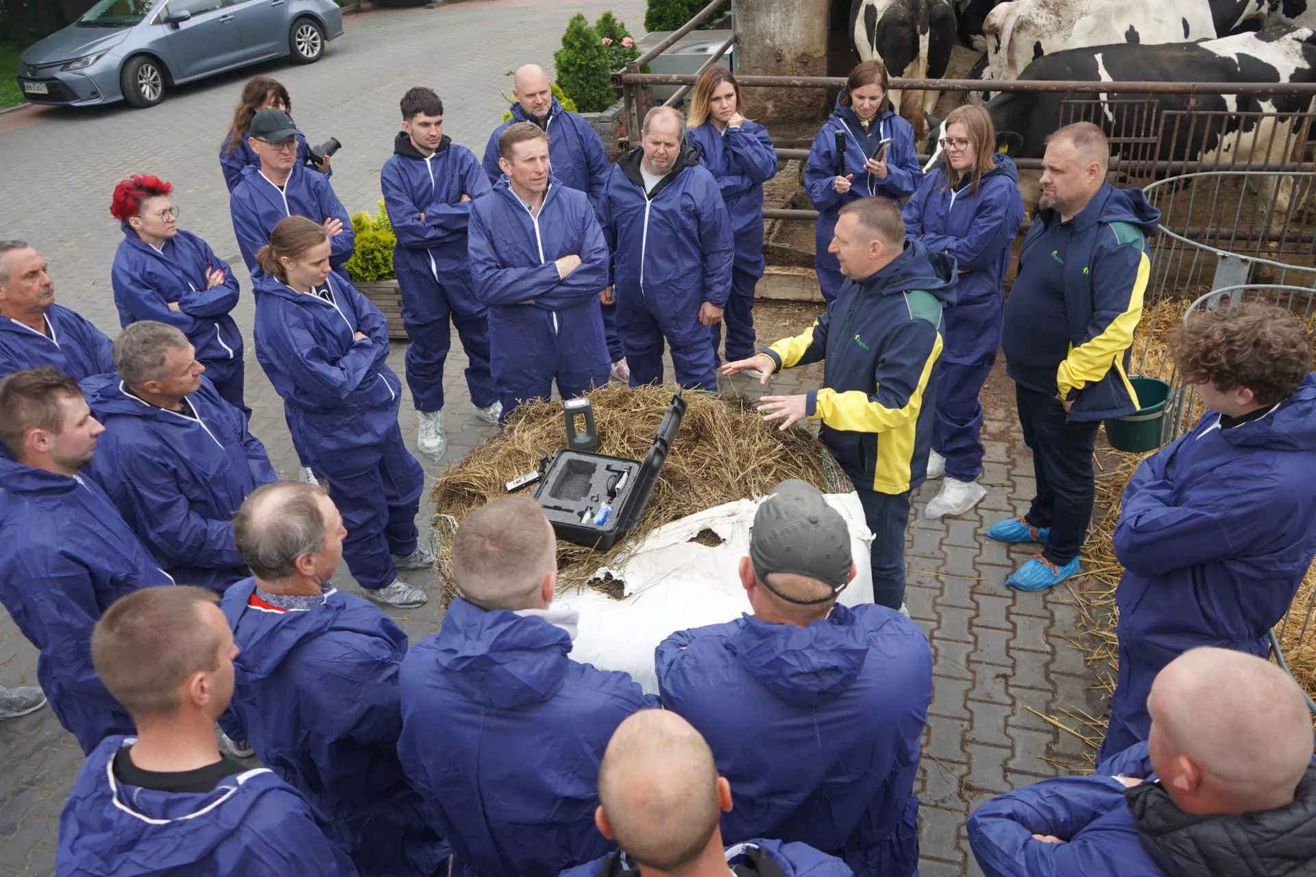 Krowy jedzą częściej, wydajność mleka rośnie. Rolnik z Wielkopolski zdradza, jak to zrobił