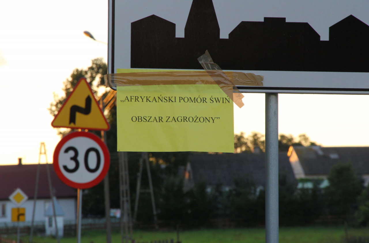 ASF się rozpędza. Wybuchło drugie ognisko. Gdzie?