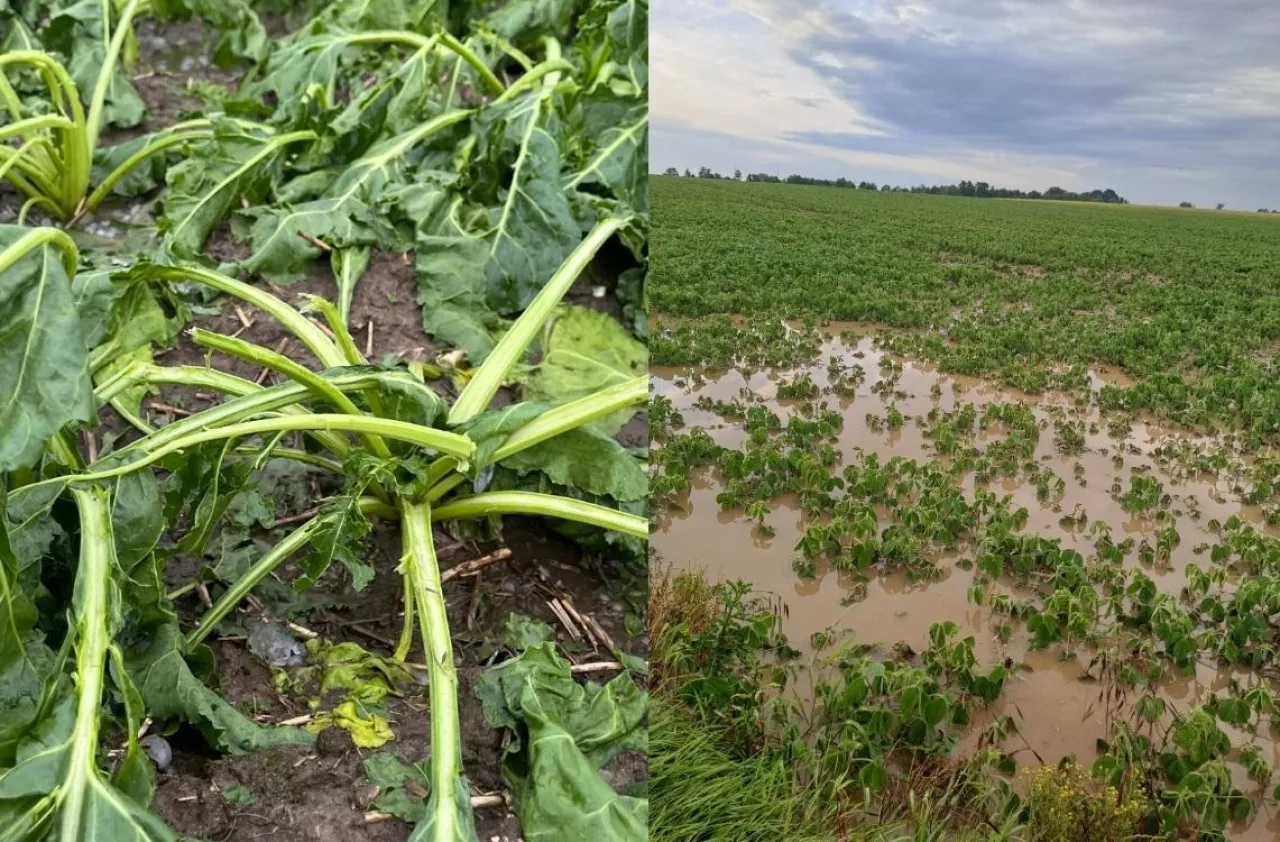 gradobicie, zniszczone uprawy