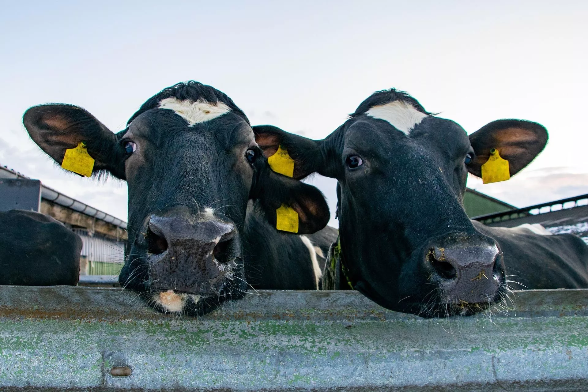 Niemcy likwidują stada, Holandia wykupuje krowy. Polski rolnik na tym zyska?