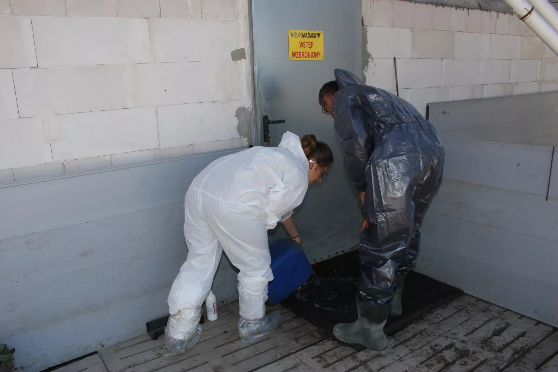 Zakażenia od świń, kur i bydła. Czym rolnik może zarazić i jak tego uniknąć?