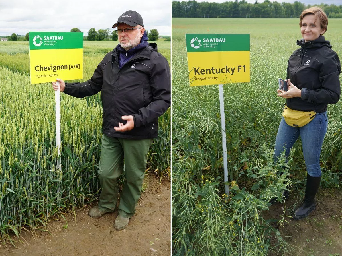 Ta pszenica rośnie jak kaktus