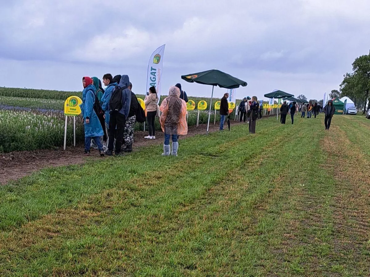 Nie tylko kukurydza. Smolice pokazują zboża i bobowate, które zaskakują plonem