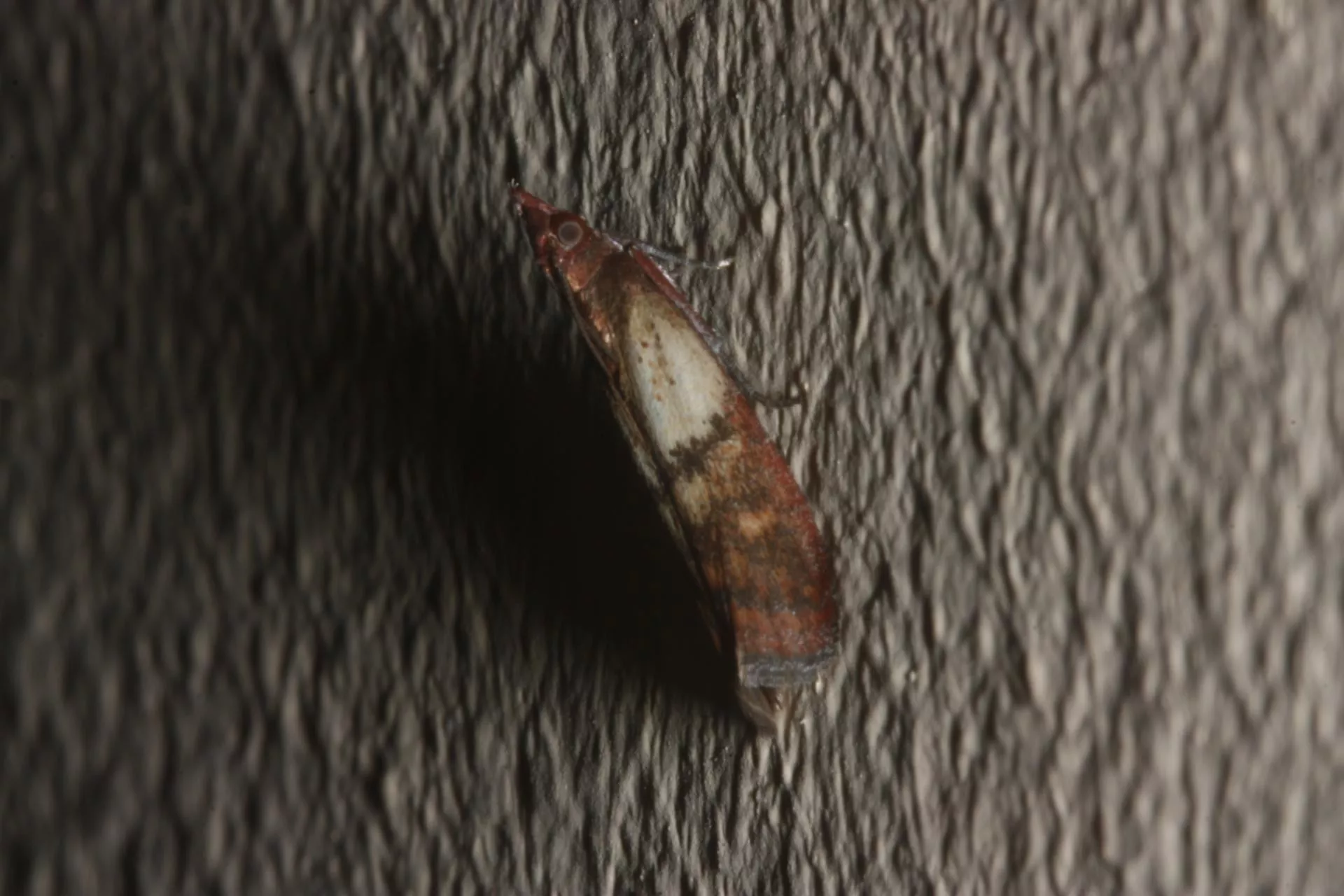 Jak chronić zboże przed szkodnikami magazynowymi? Skuteczne metody