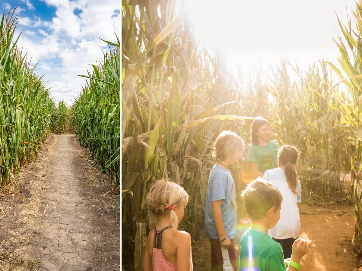 Rolnicy z Podlasia pomogli stworzyć labirynt z kukurydzy. Start już w lipcu