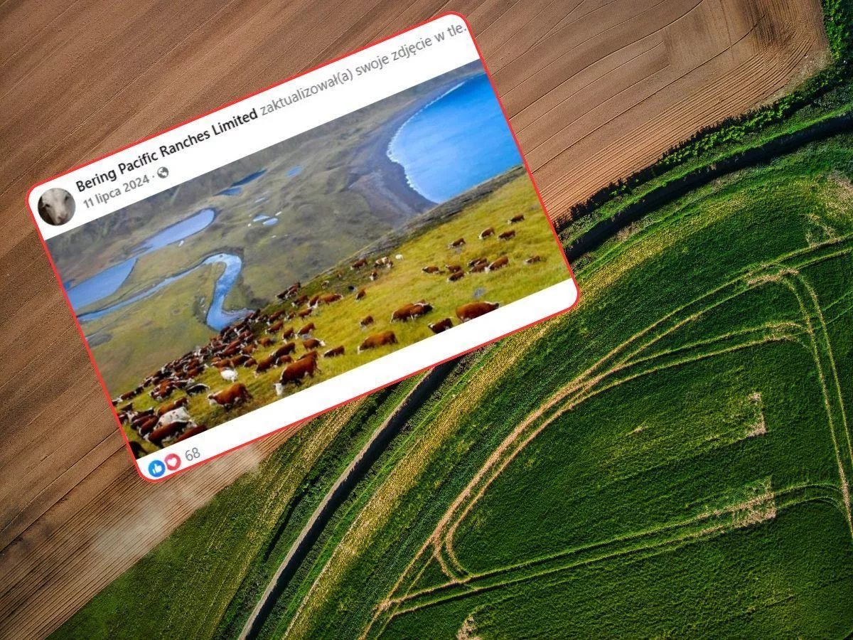 Bydło, renifery i własny helikopter. Najbardziej dzikie gospodarstwo na sprzedaż