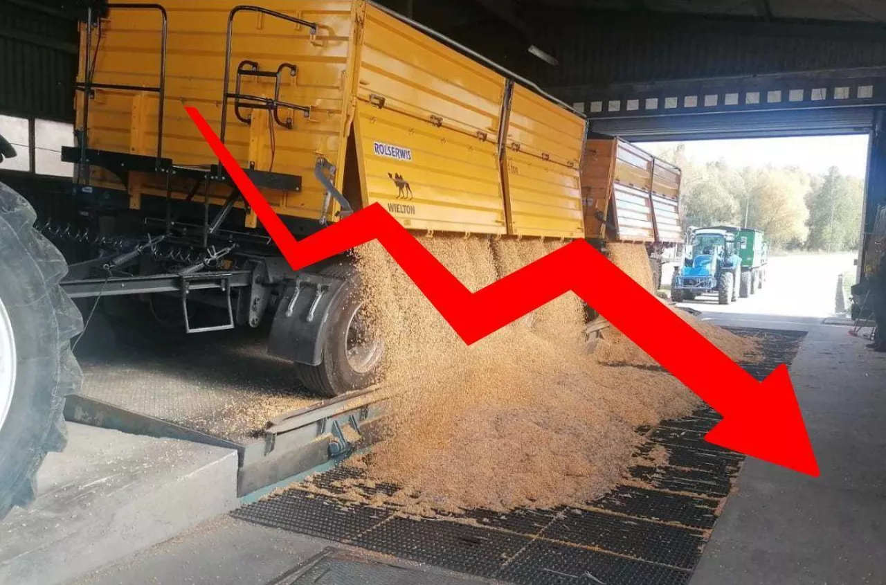 Pszenica tanieje, żyto zaskakuje. Co ze świniami i nawozami? [Raport rynkowy 27.06.2025]