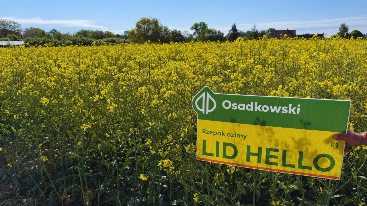 Jaką odmianę rzepaku wybrać?