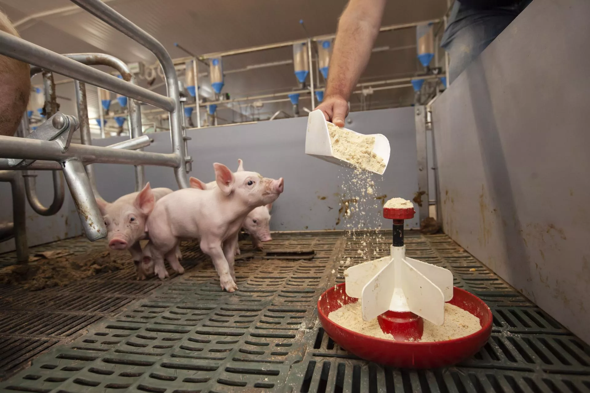 Rolnictwo 4.0: rusza nowy nabór w ARiMR. Na co rolnik może dostać 200 tys. zł?