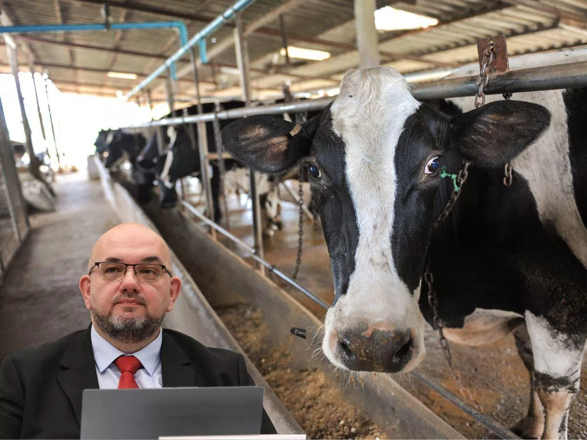 Dopłaty dla rolników zagrożone. Producenci mleka mogą stracić miliardy