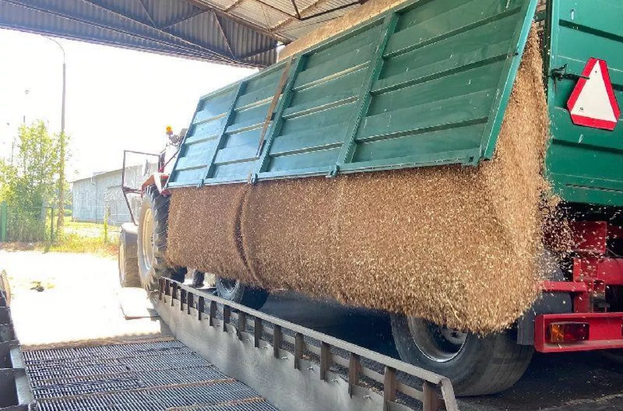 Żyto droższe o 40 zł, pszenica tanieje. Jakie są ceny skupu zbóż i rzepaku? [SONDA]