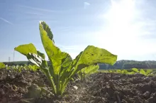 Groźne choroby buraka cukrowego nadciągają do Polski. Mogą obniżyć plony o połowę