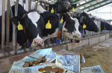 Rolnik zarabia 100 zł za godzinę? Zaskakujące dane o produkcji mleka w Polsce