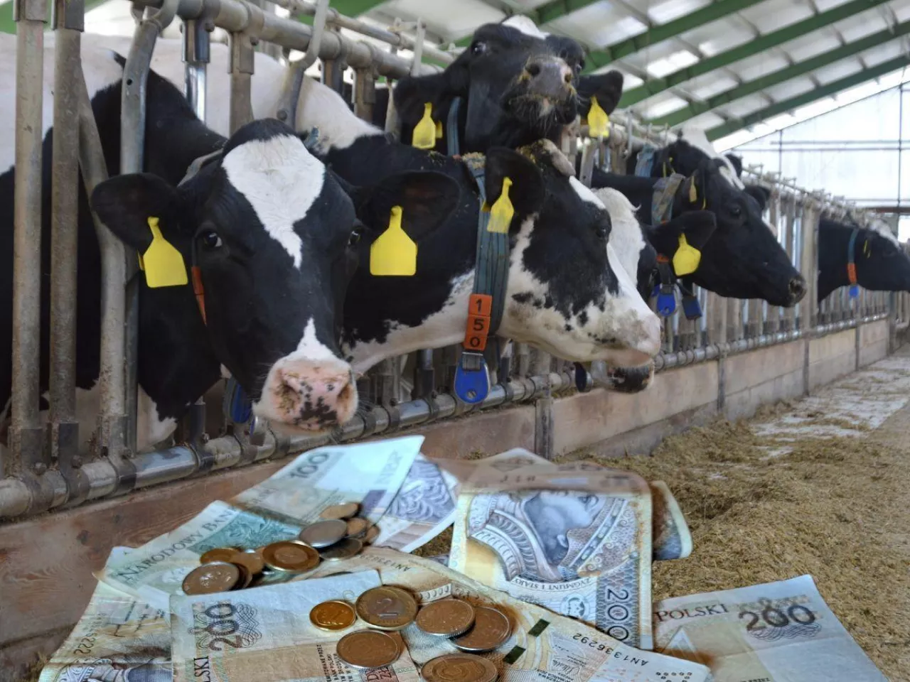 Rolnik zarabia 100 zł za godzinę? Zaskakujące dane o produkcji mleka w Polsce