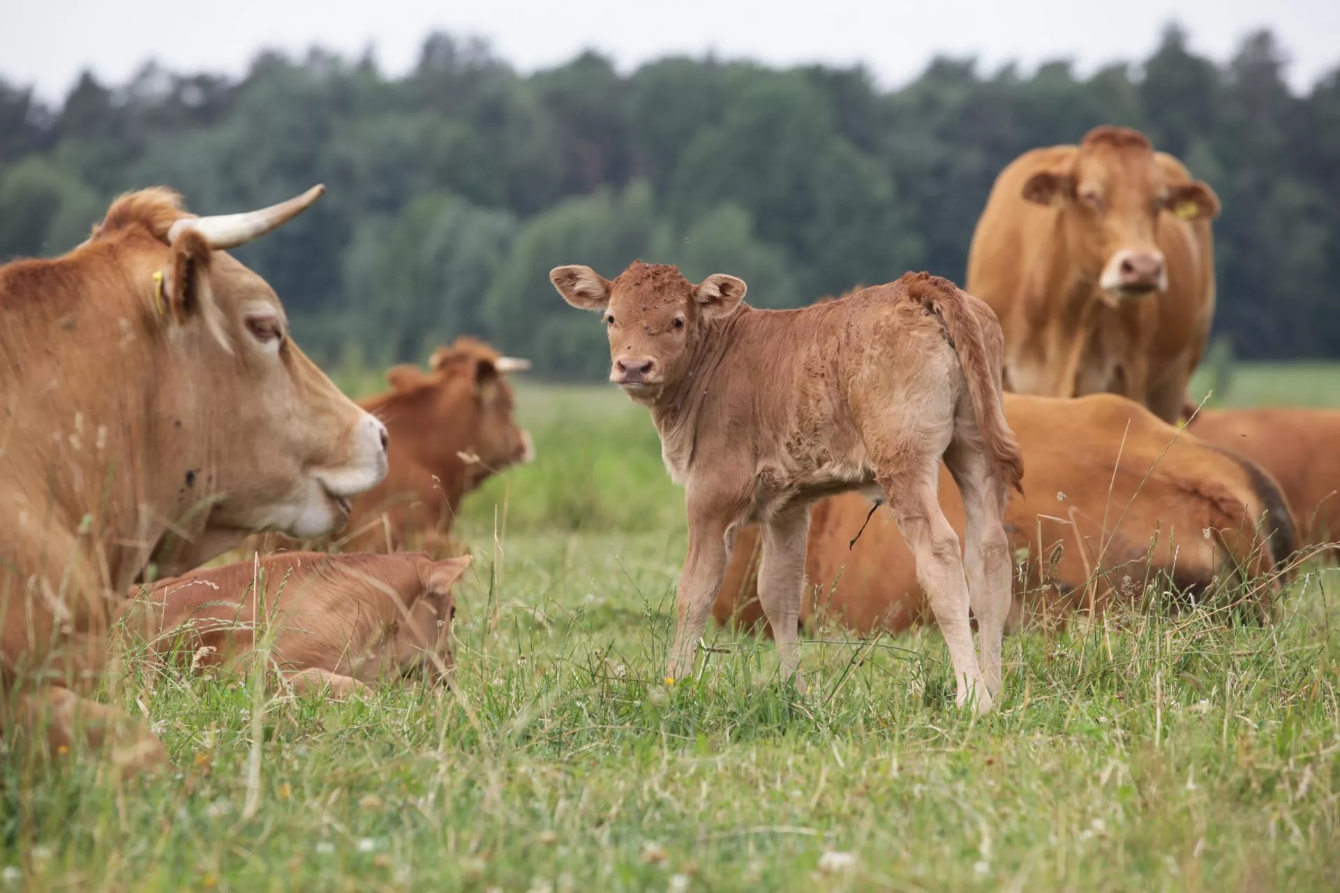 Na Podlasiu byki zdrożały o 1 zł. Jakie są ceny bydła w Polsce? [SONDA]