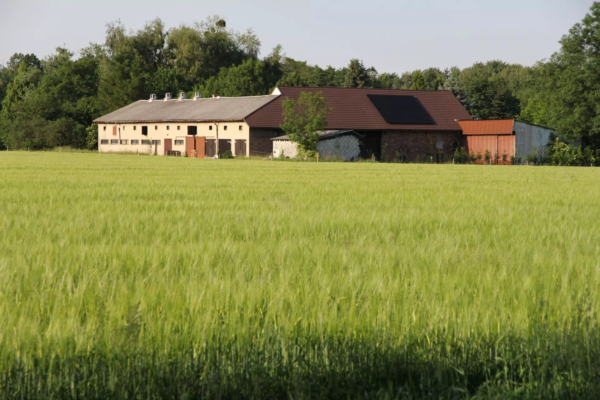 Rolnik jest samoistnym właścicielem ziemi. Może ją wydzierżawić sąsiadowi?